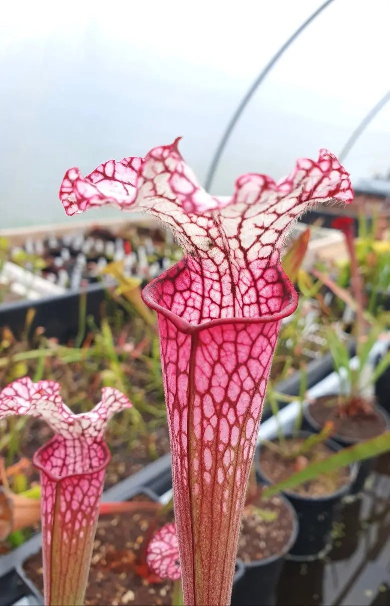 Sarracenia leucophylla red/pink tube, Perdido, Alabama (L49B MK) CARNIVORE DE SOLOGNE