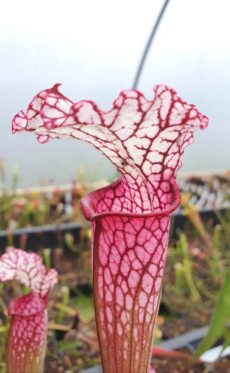 Sarracenia leucophylla red/pink tube, Perdido, Alabama (L49B MK) CARNIVORE DE SOLOGNE