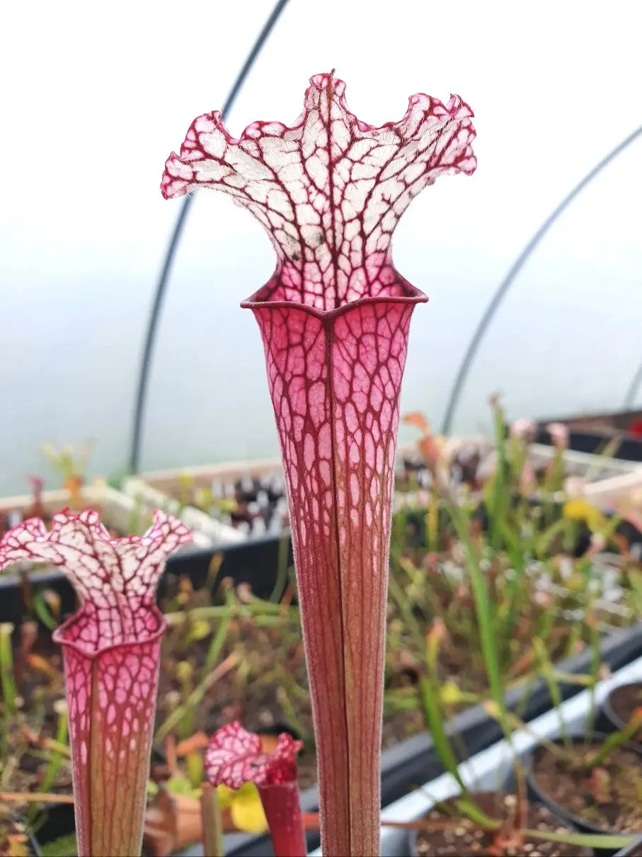 Sarracenia leucophylla red/pink tube, Perdido, Alabama (L49B MK) CARNIVORE DE SOLOGNE