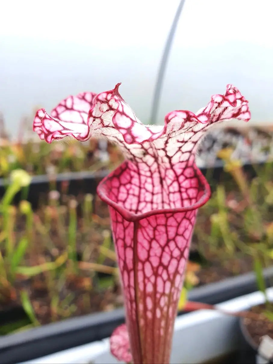 Sarracenia leucophylla red/pink tube, Perdido, Alabama (L49B MK) CARNIVORE DE SOLOGNE