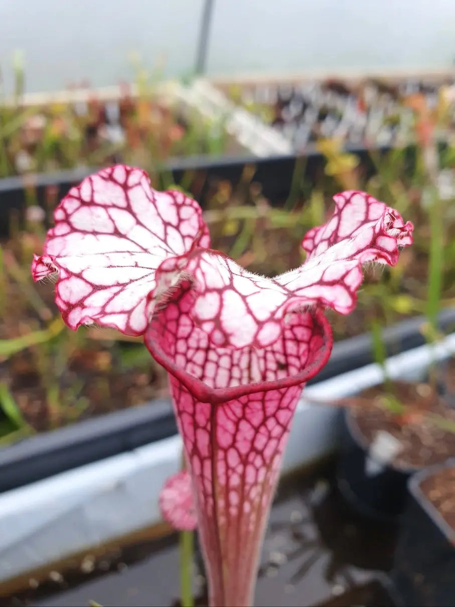 Sarracenia leucophylla red/pink tube, Perdido, Alabama (L49B MK) CARNIVORE DE SOLOGNE