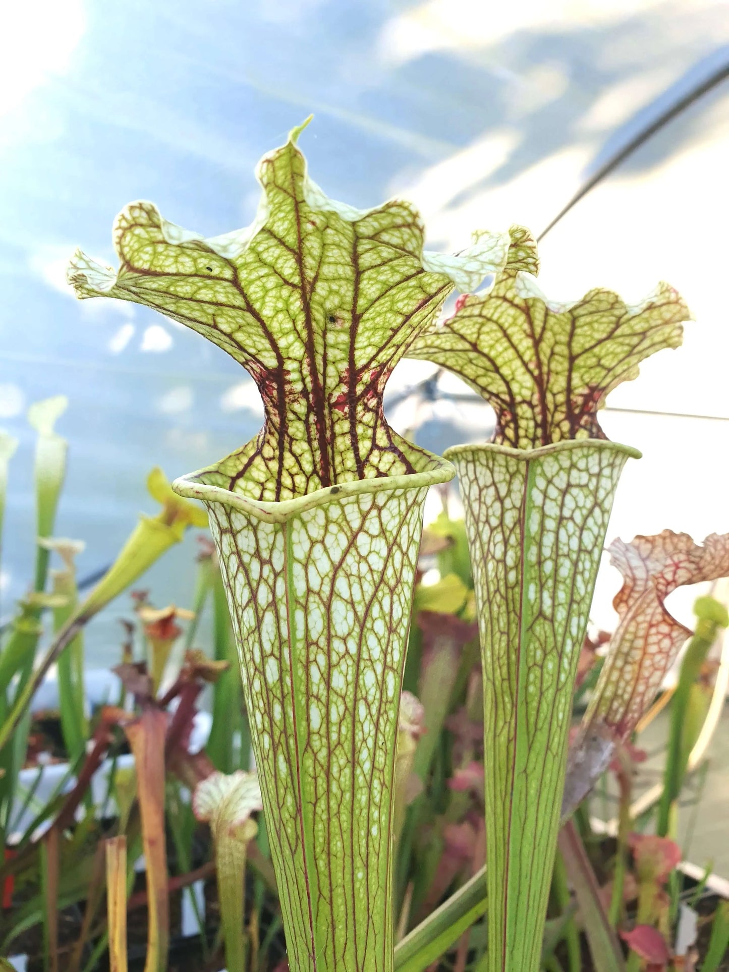 Sarracenia 'Leviathan' CARNIVORE DE SOLOGNE