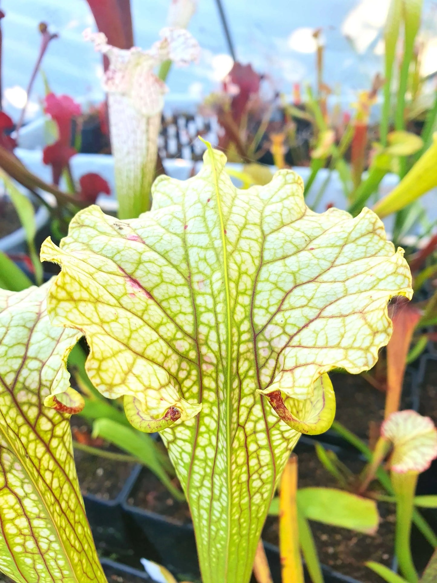 Sarracenia 'Leviathan' CARNIVORE DE SOLOGNE
