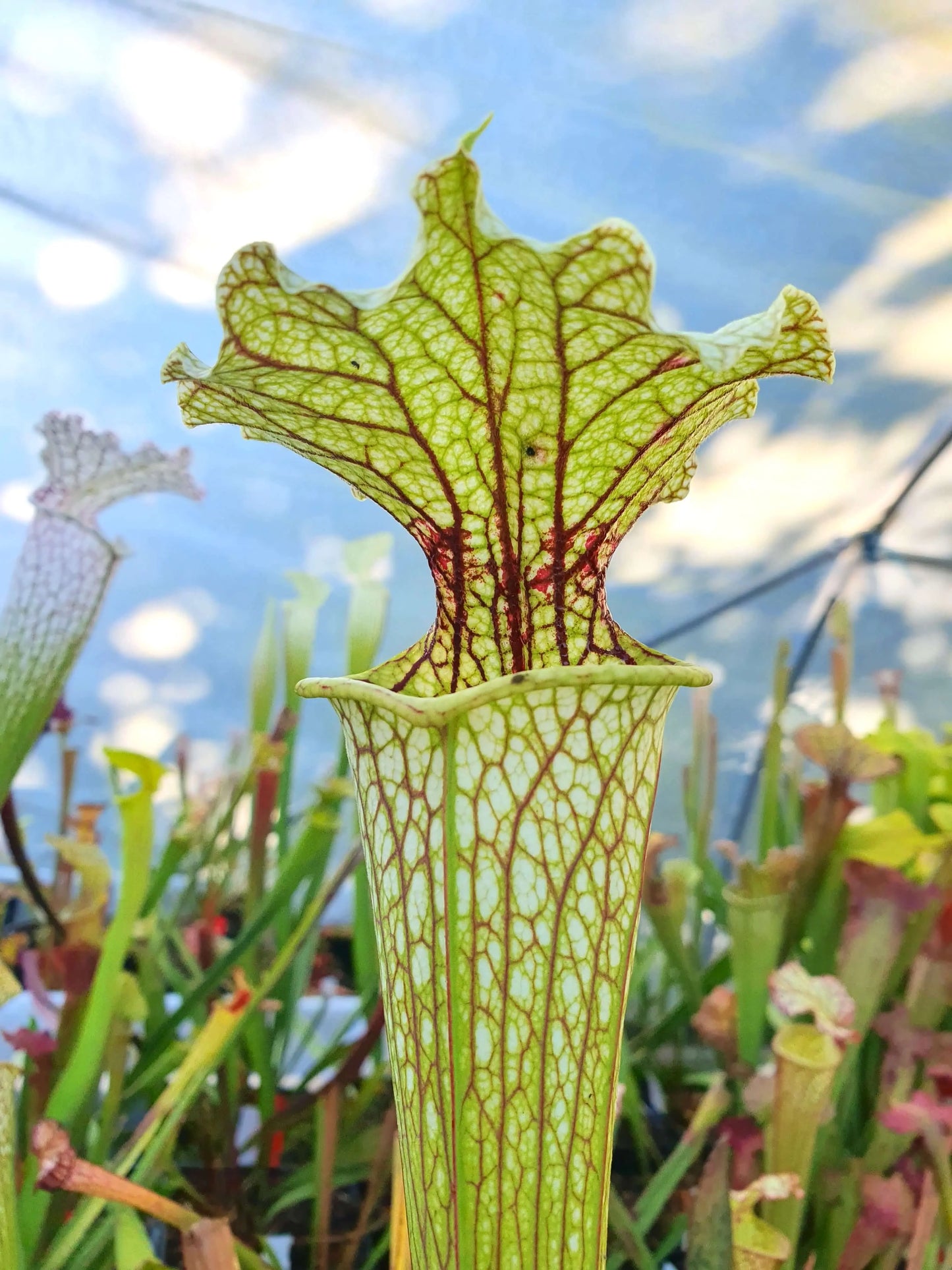 Sarracenia 'Leviathan' CARNIVORE DE SOLOGNE