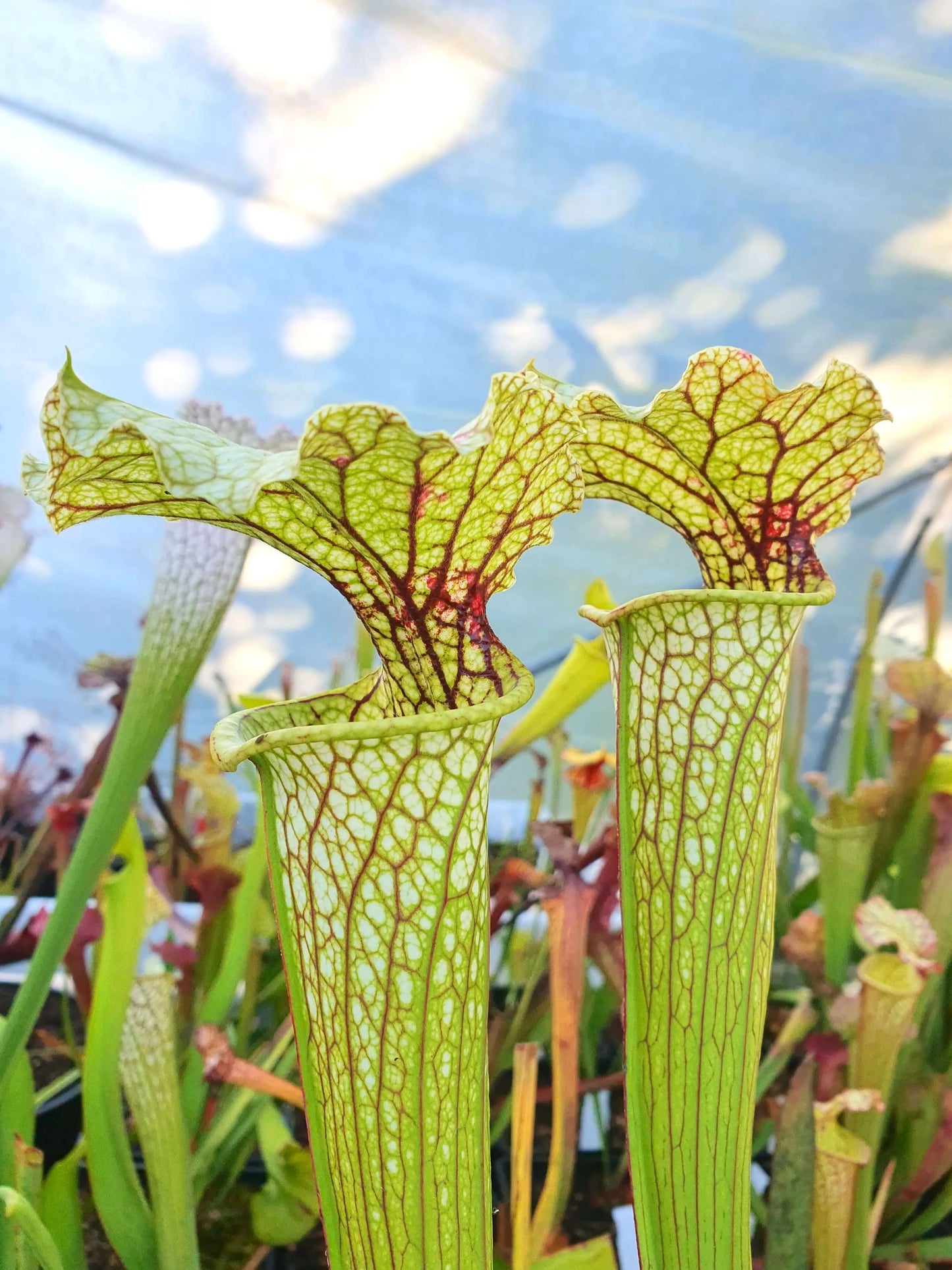 Sarracenia 'Leviathan' CARNIVORE DE SOLOGNE