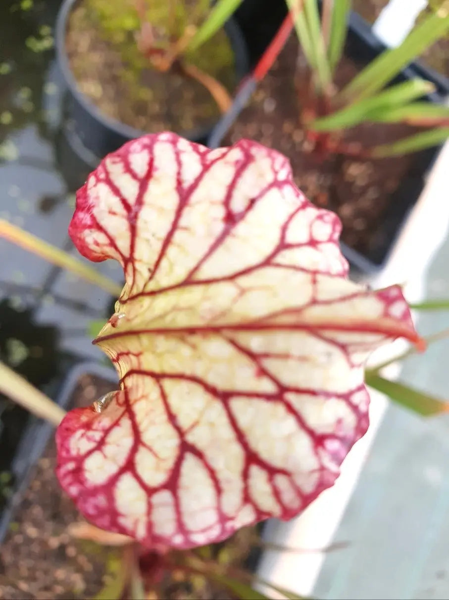 Sarracenia 'Lynda Butt' (H10MK) CARNIVORE DE SOLOGNE