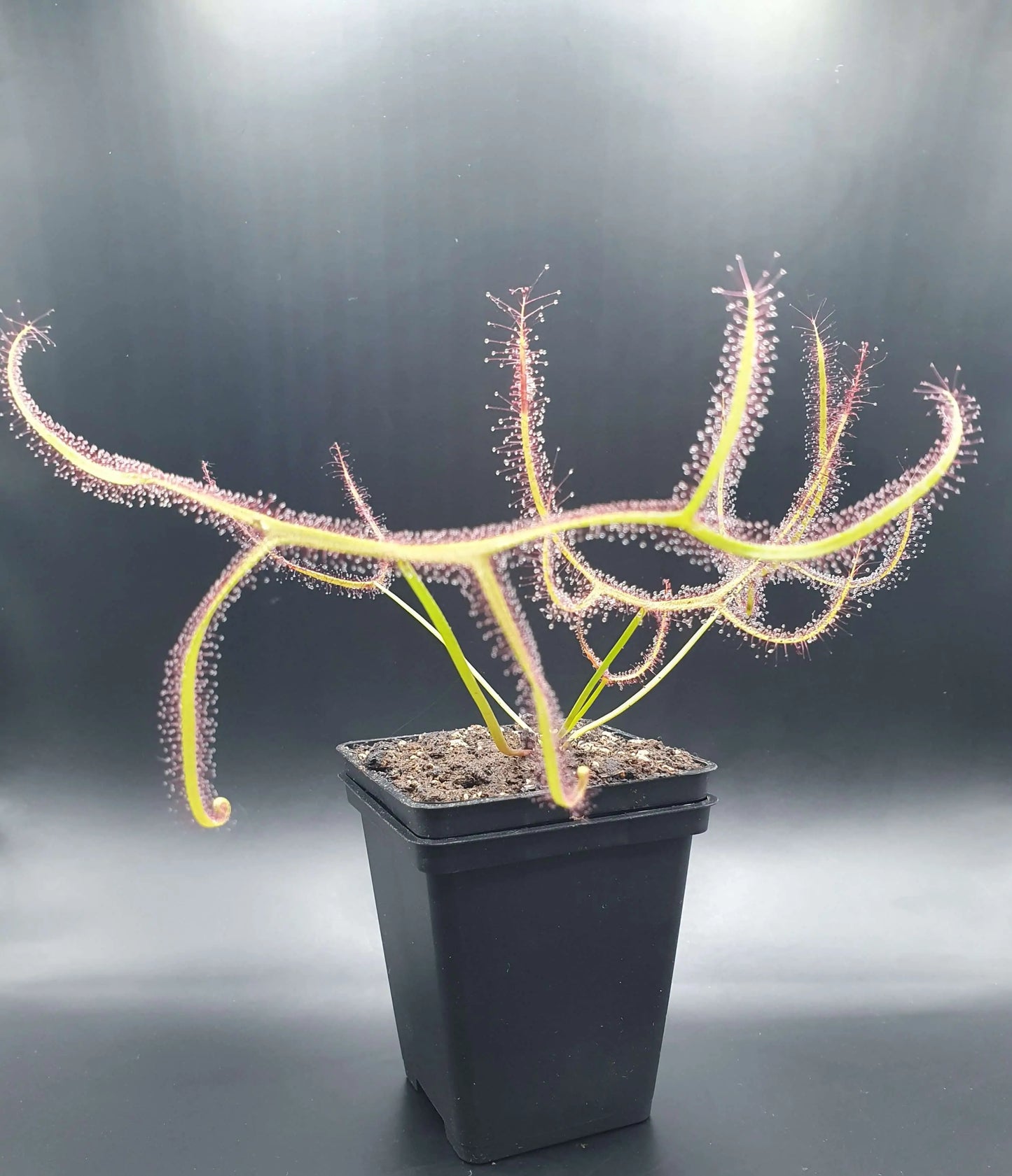 Drosera binata 'Marston Dragon' CARNIVORE DE SOLOGNE