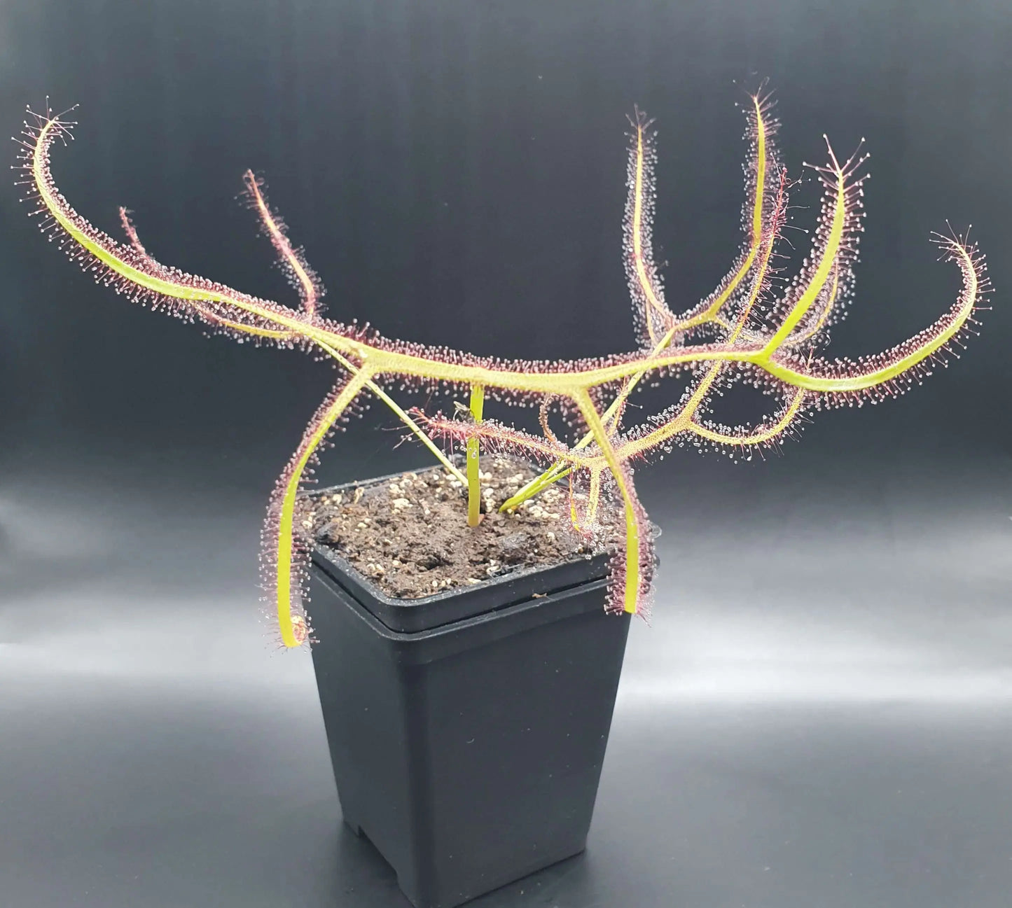 Drosera binata 'Marston Dragon' CARNIVORE DE SOLOGNE