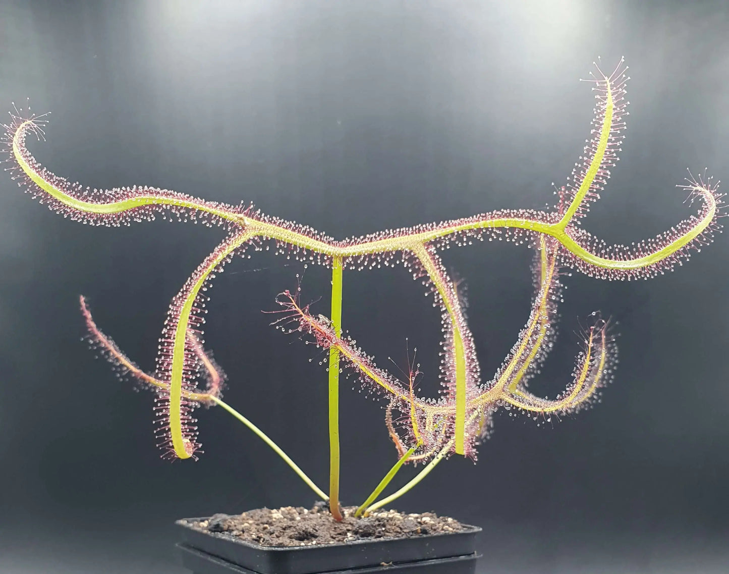 Drosera binata 'Marston Dragon' CARNIVORE DE SOLOGNE