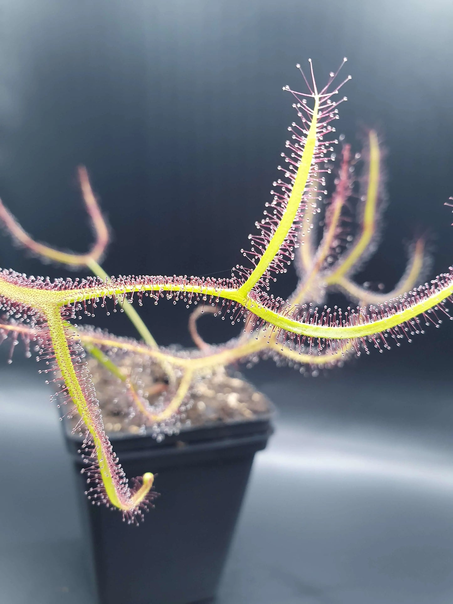Drosera binata 'Marston Dragon' CARNIVORE DE SOLOGNE
