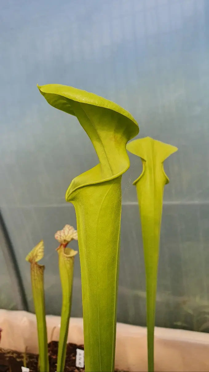 Sarracenia flava var. Maxima CARNIVORE DE SOLOGNE