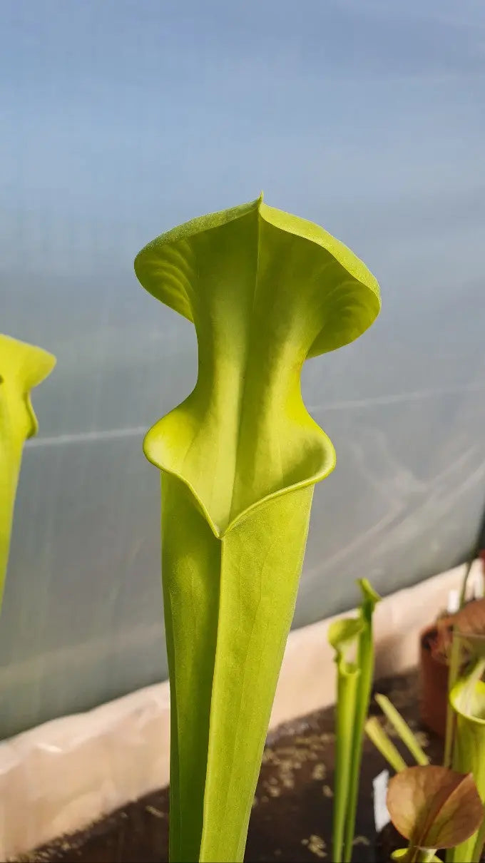 Sarracenia flava var. Maxima CARNIVORE DE SOLOGNE