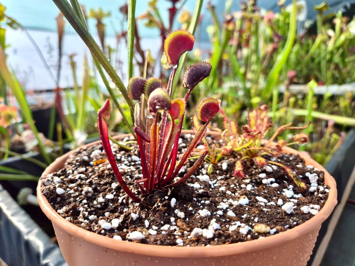 Crée ta mini-tourbière – 3 Plantes Carnivores + Envoi Gratuit