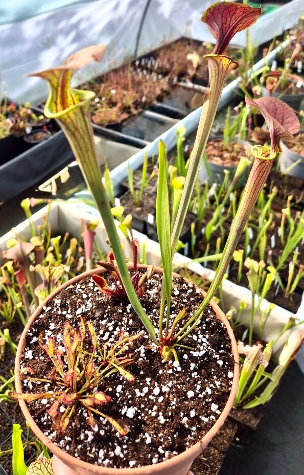 Crée ta mini-tourbière – 3 Plantes Carnivores + Envoi Gratuit