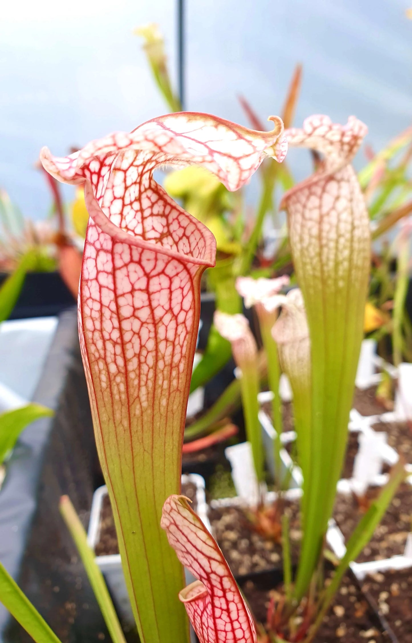Sarracenia x mitchelliana x white top CARNIVORE DE SOLOGNE