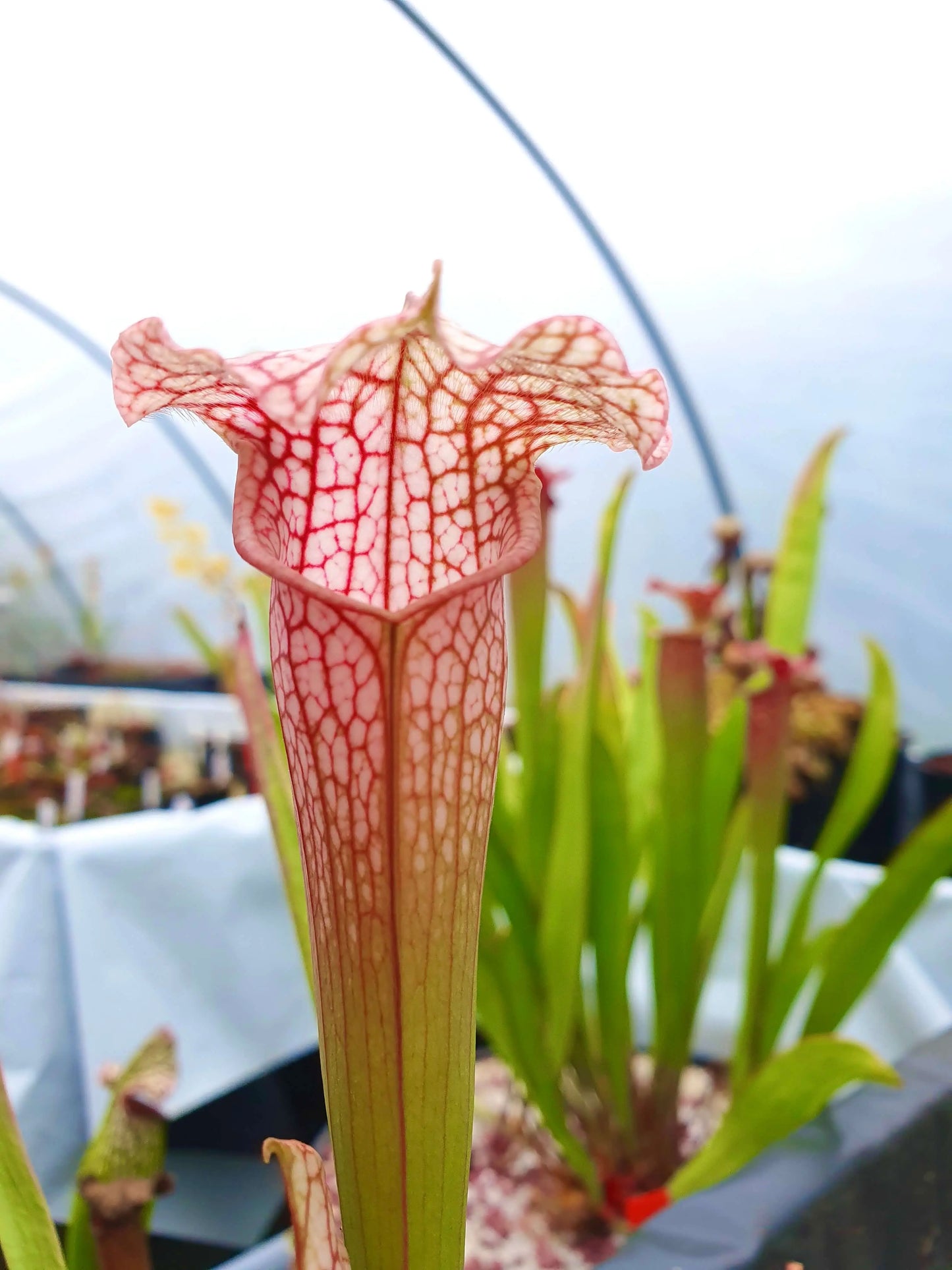 Sarracenia x mitchelliana x white top CARNIVORE DE SOLOGNE
