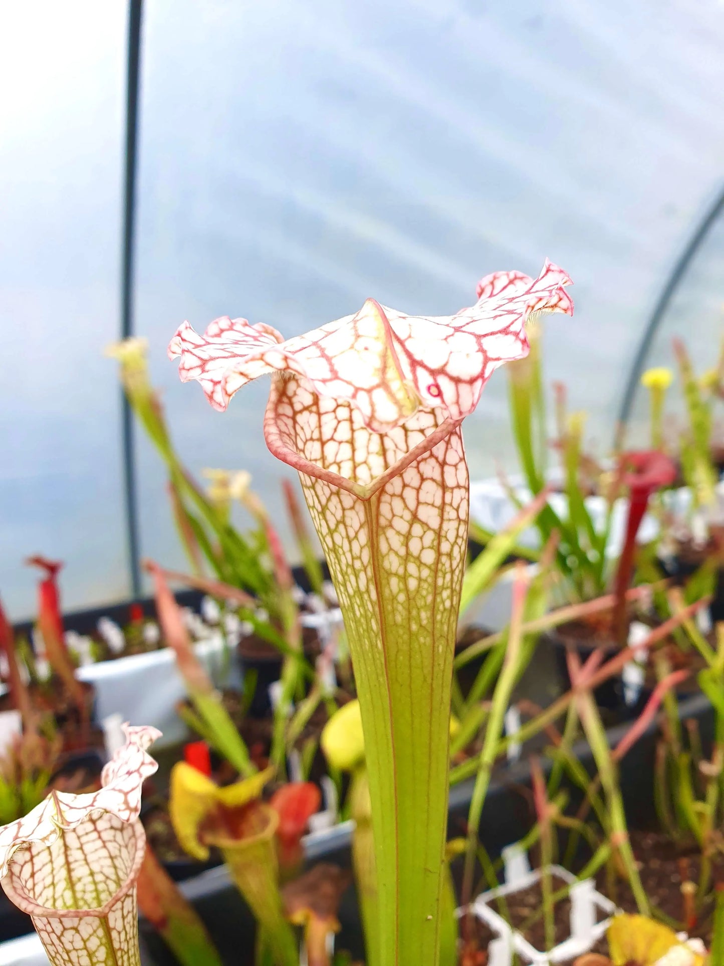 Sarracenia x mitchelliana x white top CARNIVORE DE SOLOGNE