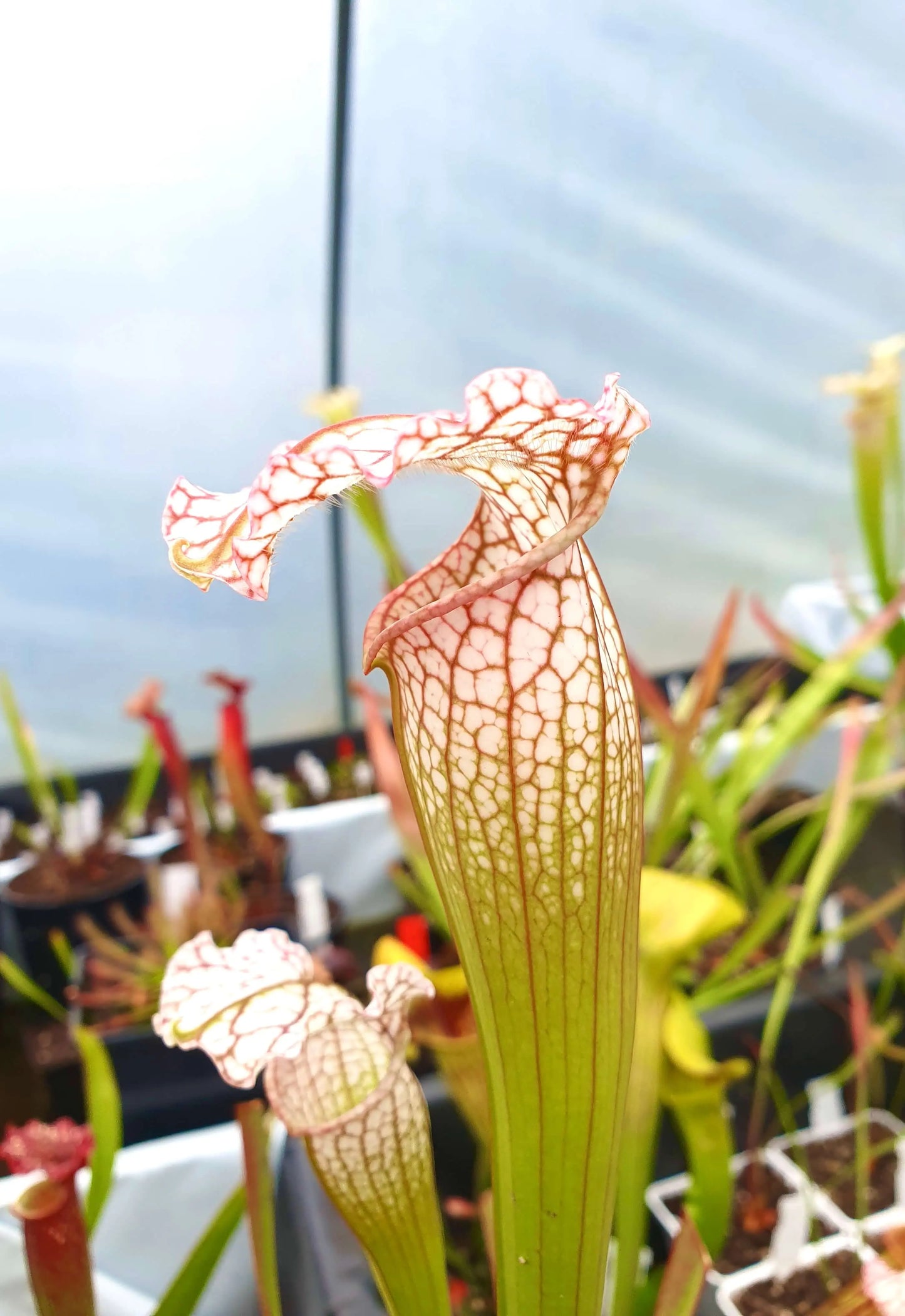 Sarracenia x mitchelliana x white top CARNIVORE DE SOLOGNE