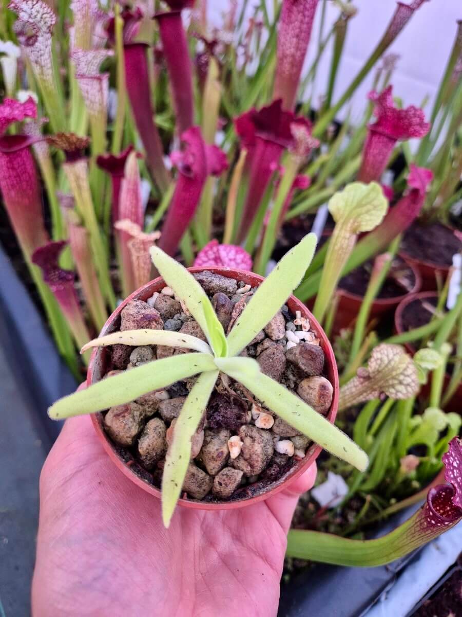 Pinguicula gigantea x moctezumae - plante carnivore Carnivore de Sologne