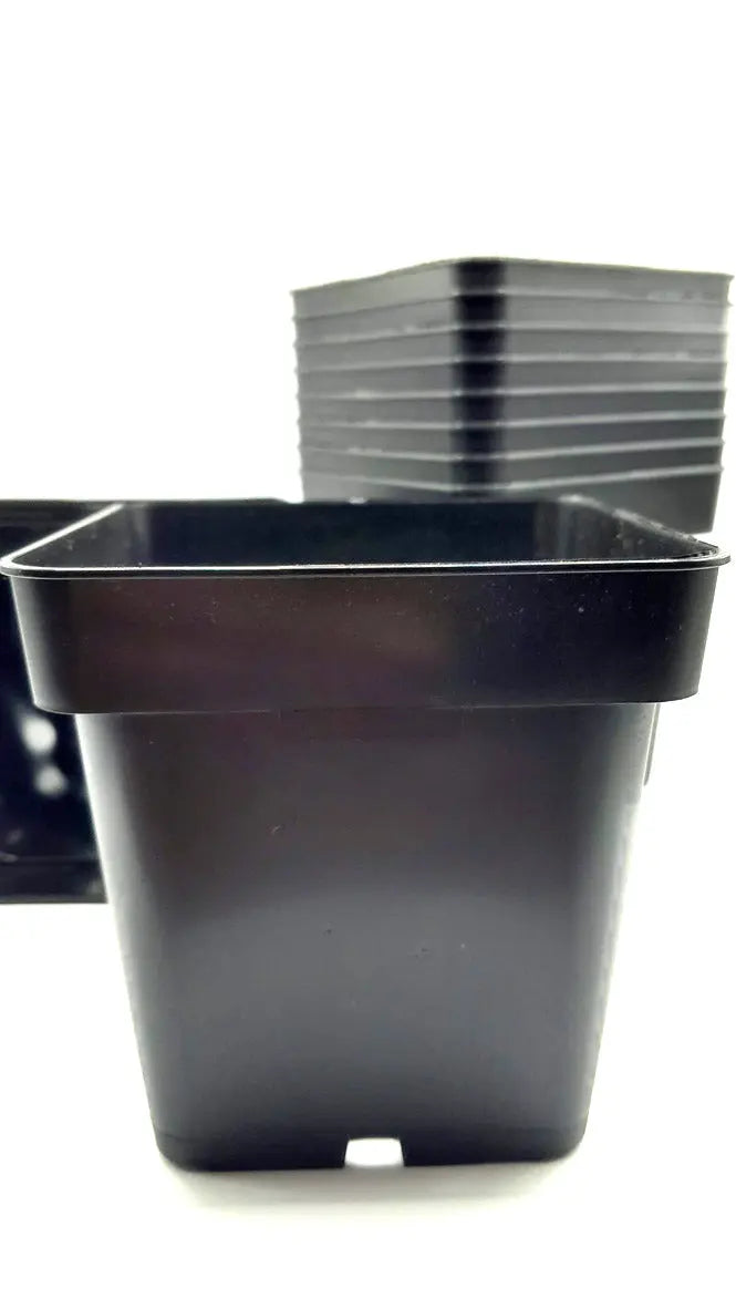 Pot carré 11x11x11 cm CARNIVORE DE SOLOGNE