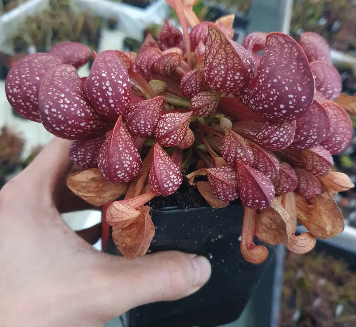 Sarracenia psittacina CARNIVORE DE SOLOGNE