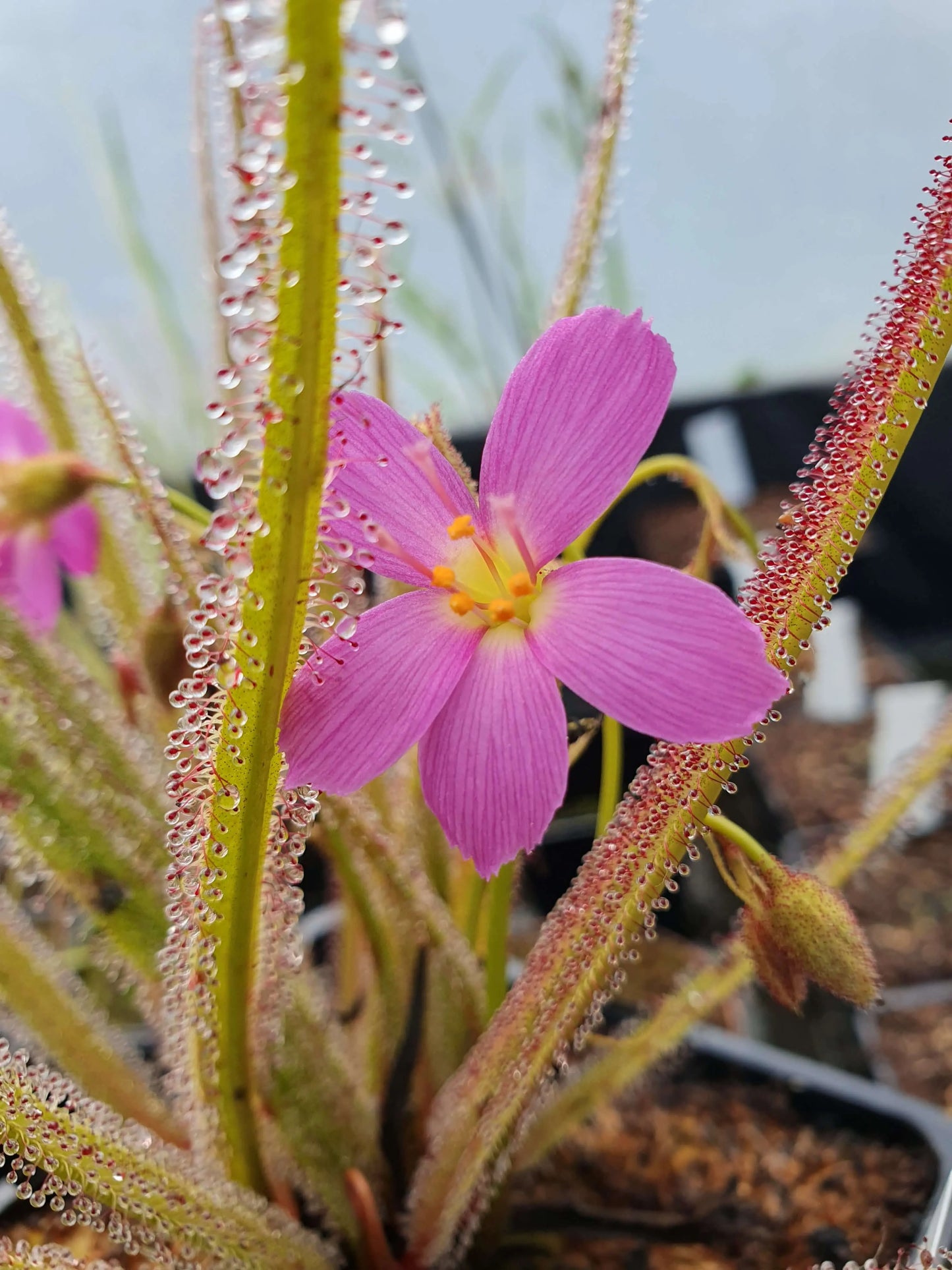 Drosera regia CARNIVORE DE SOLOGNE