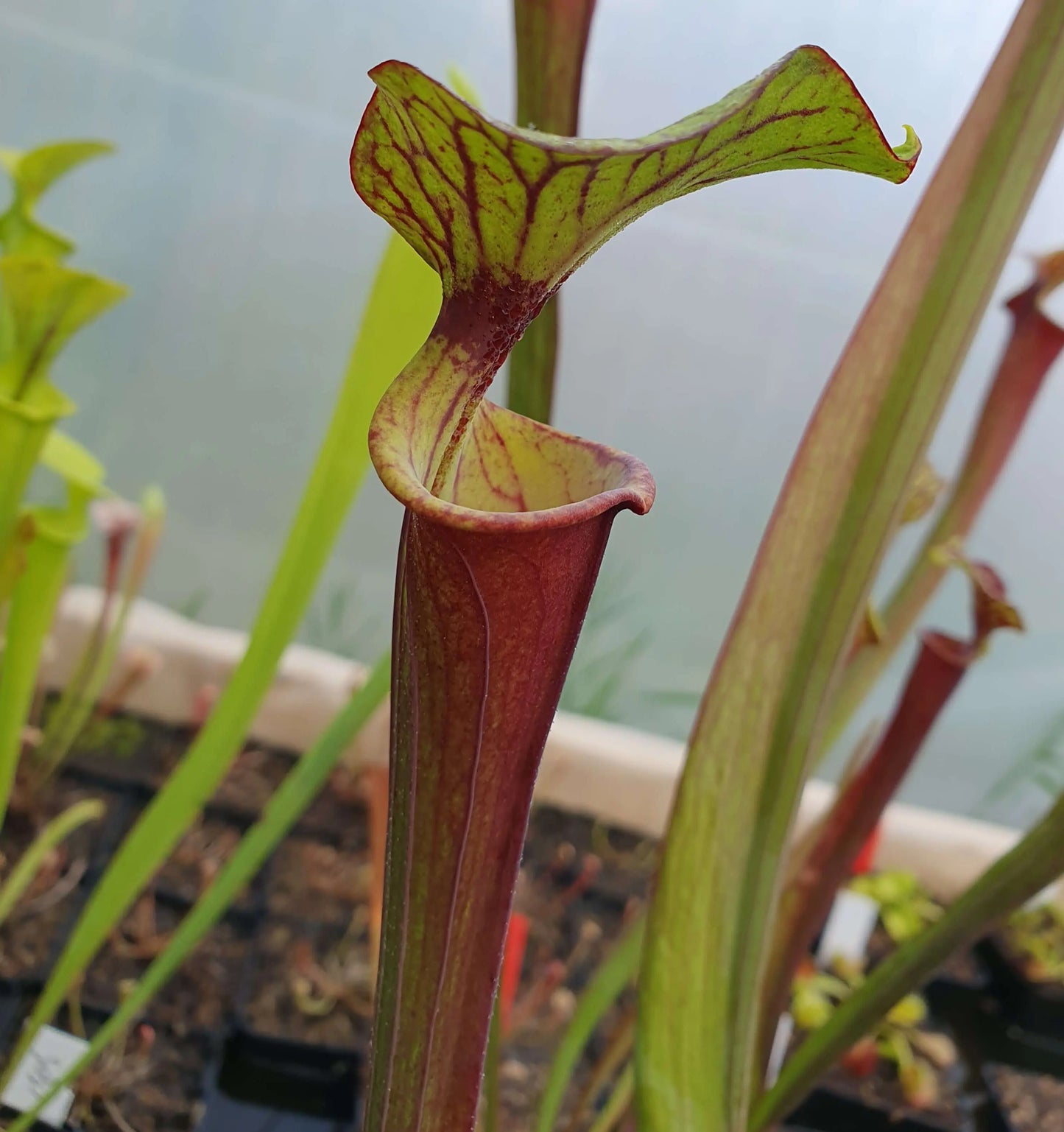 Sarracenia flavar var. rubricorpora Giant CARNIVORE DE SOLOGNE