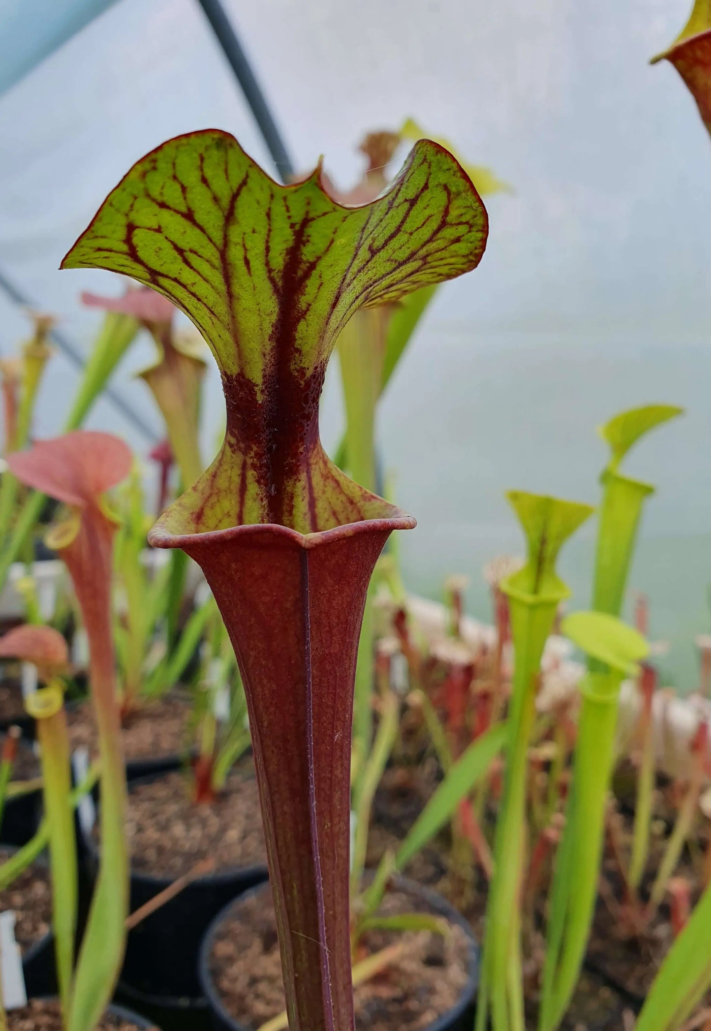 Sarracenia flavar var. rubricorpora Giant CARNIVORE DE SOLOGNE