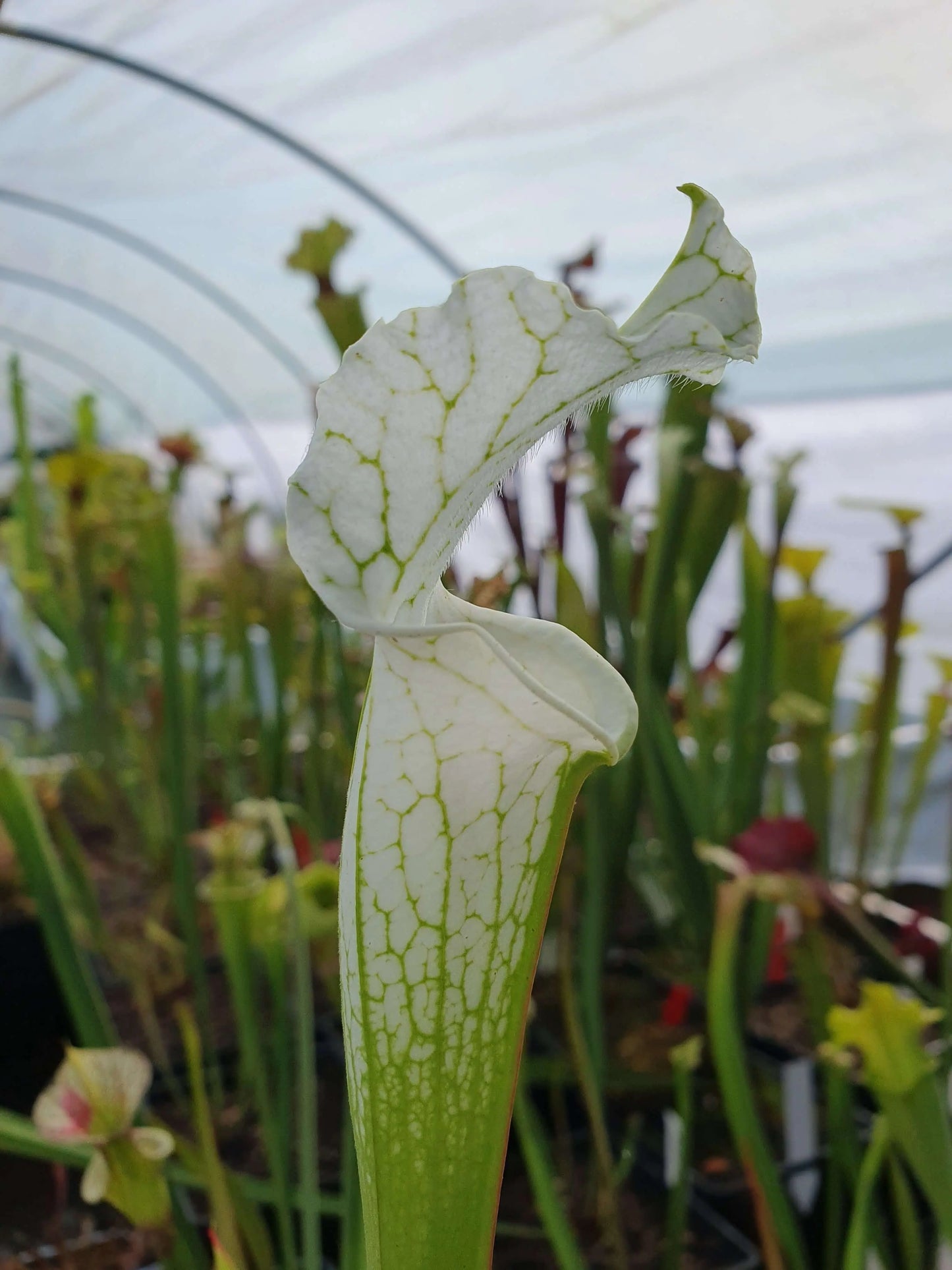 Sarracenia leucophylla var. alba CARNIVORE DE SOLOGNE