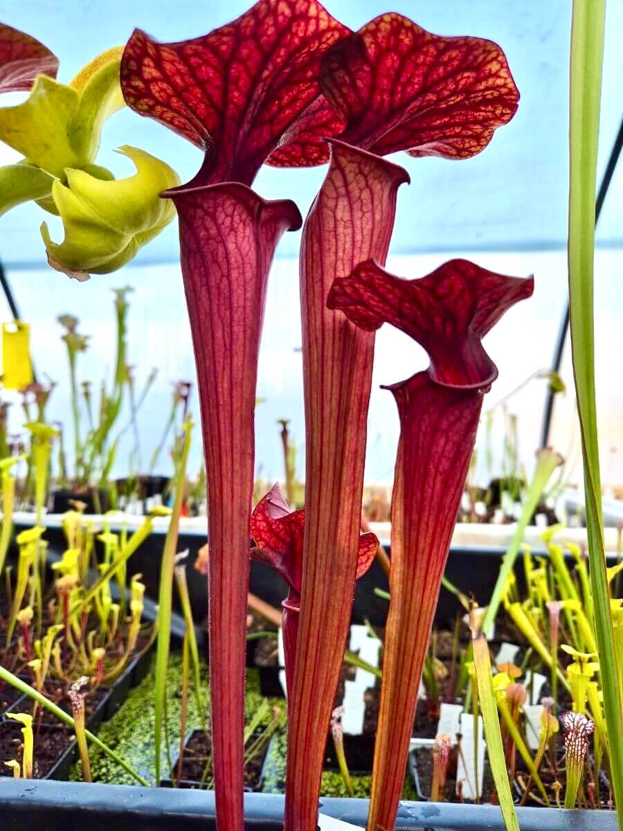 Sarracenia 'Ares'