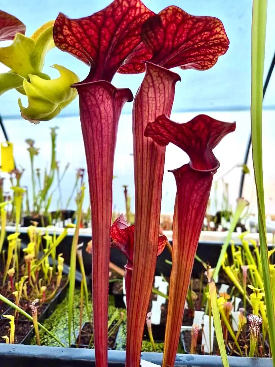 Sarracenia 'Ares' CARNIVORE DE SOLOGNE