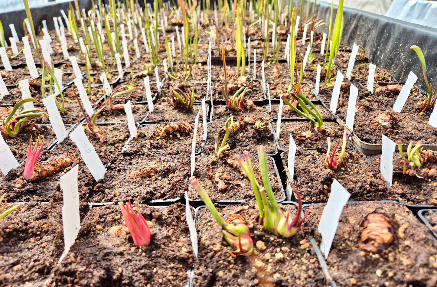Sarracenia hybride CDS (unique) CARNIVORE DE SOLOGNE