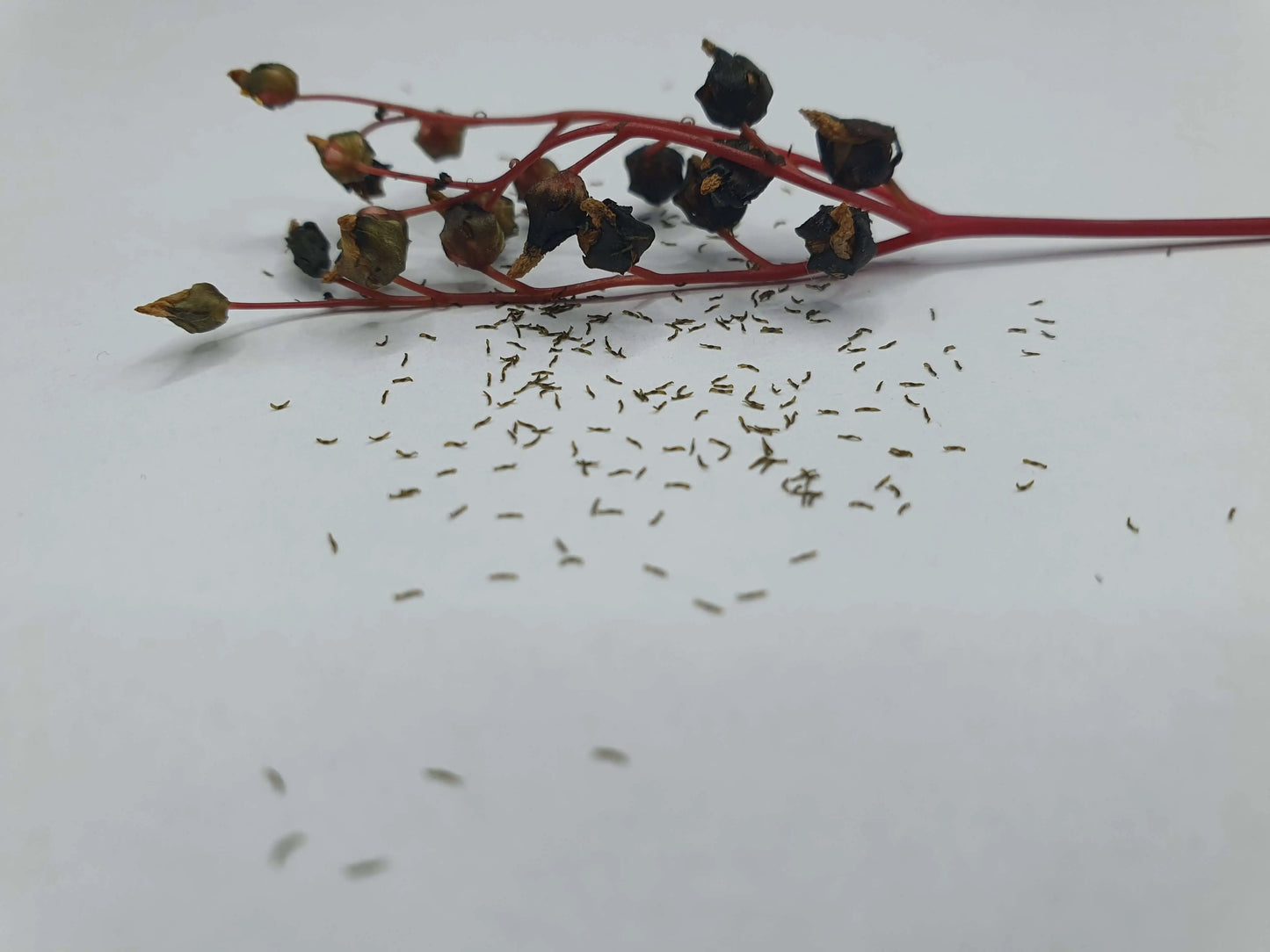 Graines de Drosera binata mix CARNIVORE DE SOLOGNE