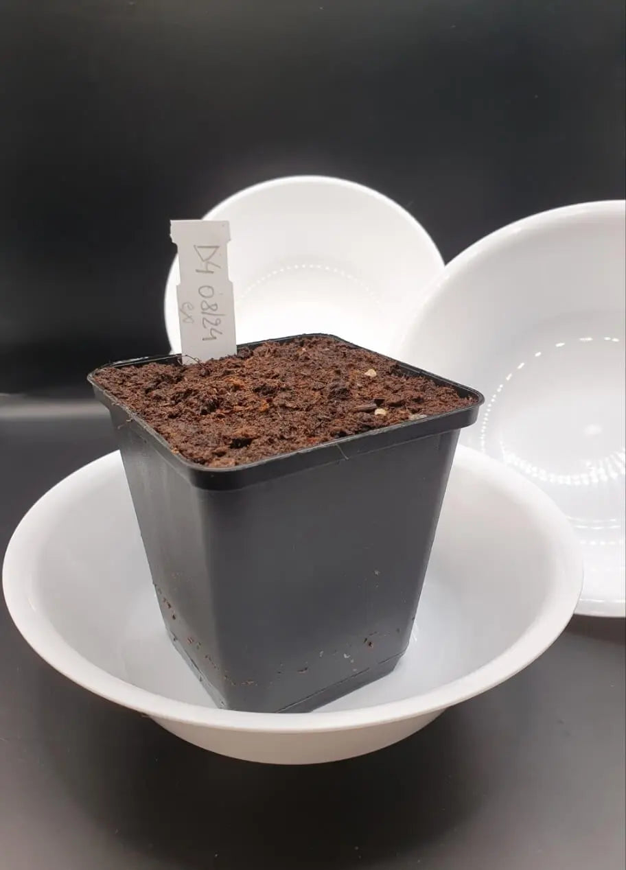 Sous-pot Taille Haute pour Plantes Carnivores – 0,75L CARNIVORE DE SOLOGNE