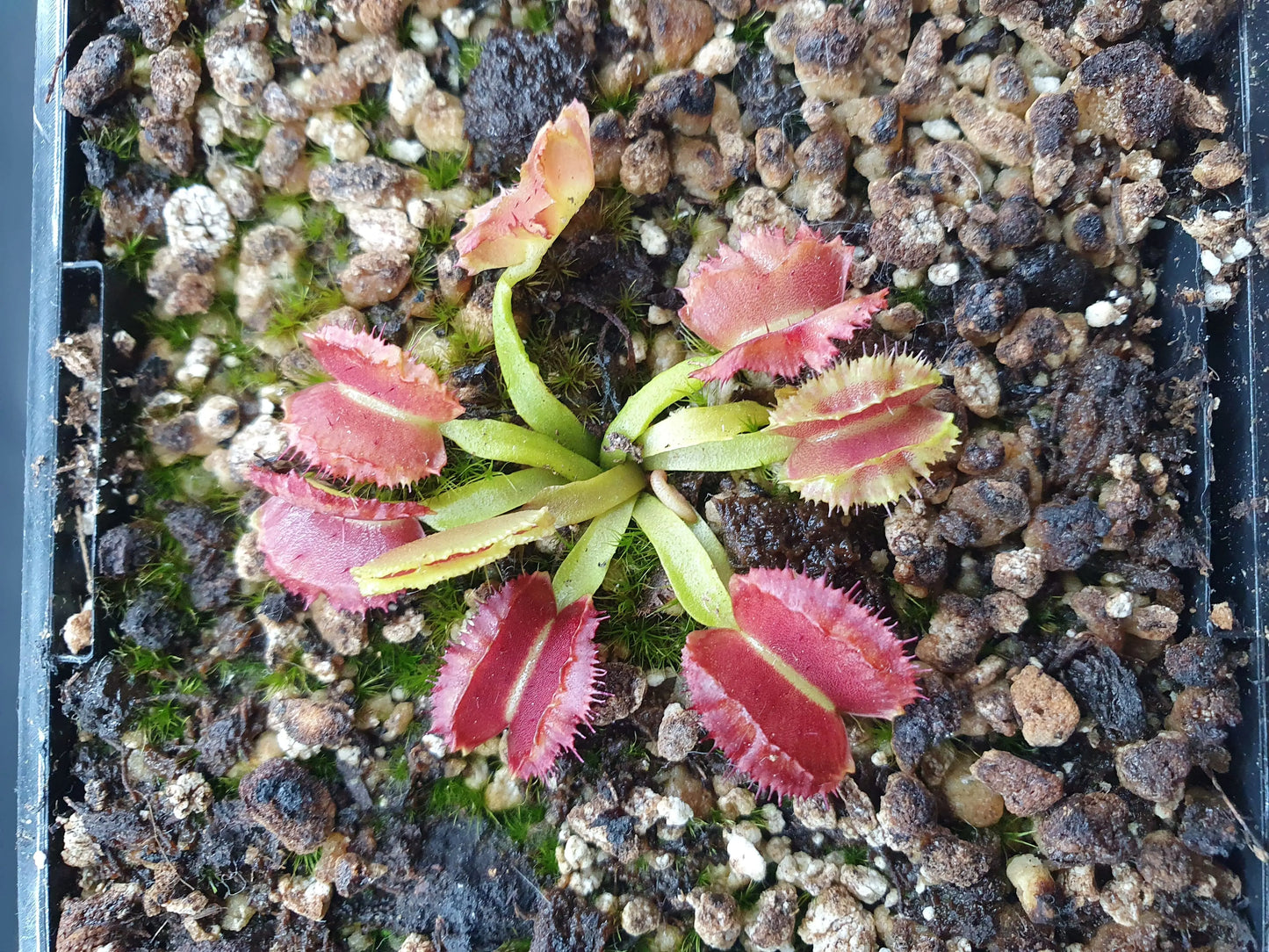 Dionaea muscipula "Space" CARNIVORE DE SOLOGNE