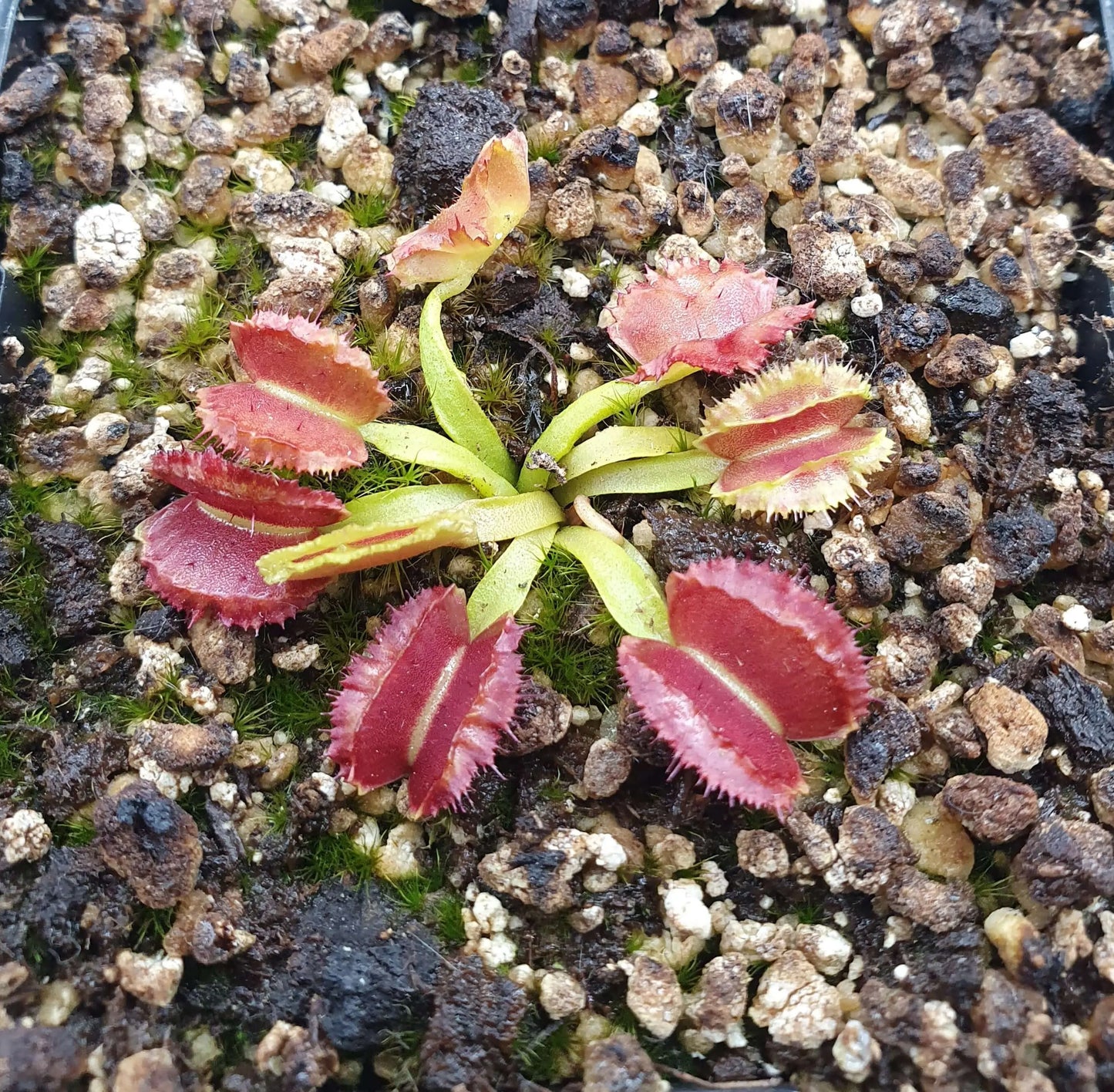 Dionaea muscipula "Space" CARNIVORE DE SOLOGNE