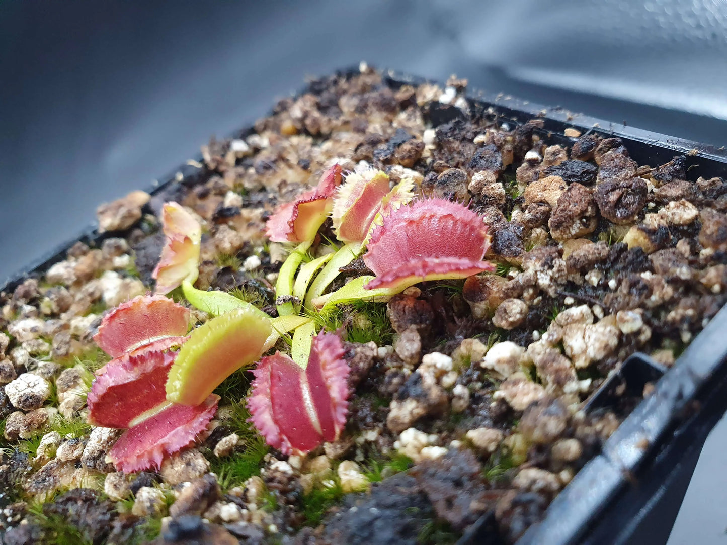 Dionaea muscipula "Space" CARNIVORE DE SOLOGNE