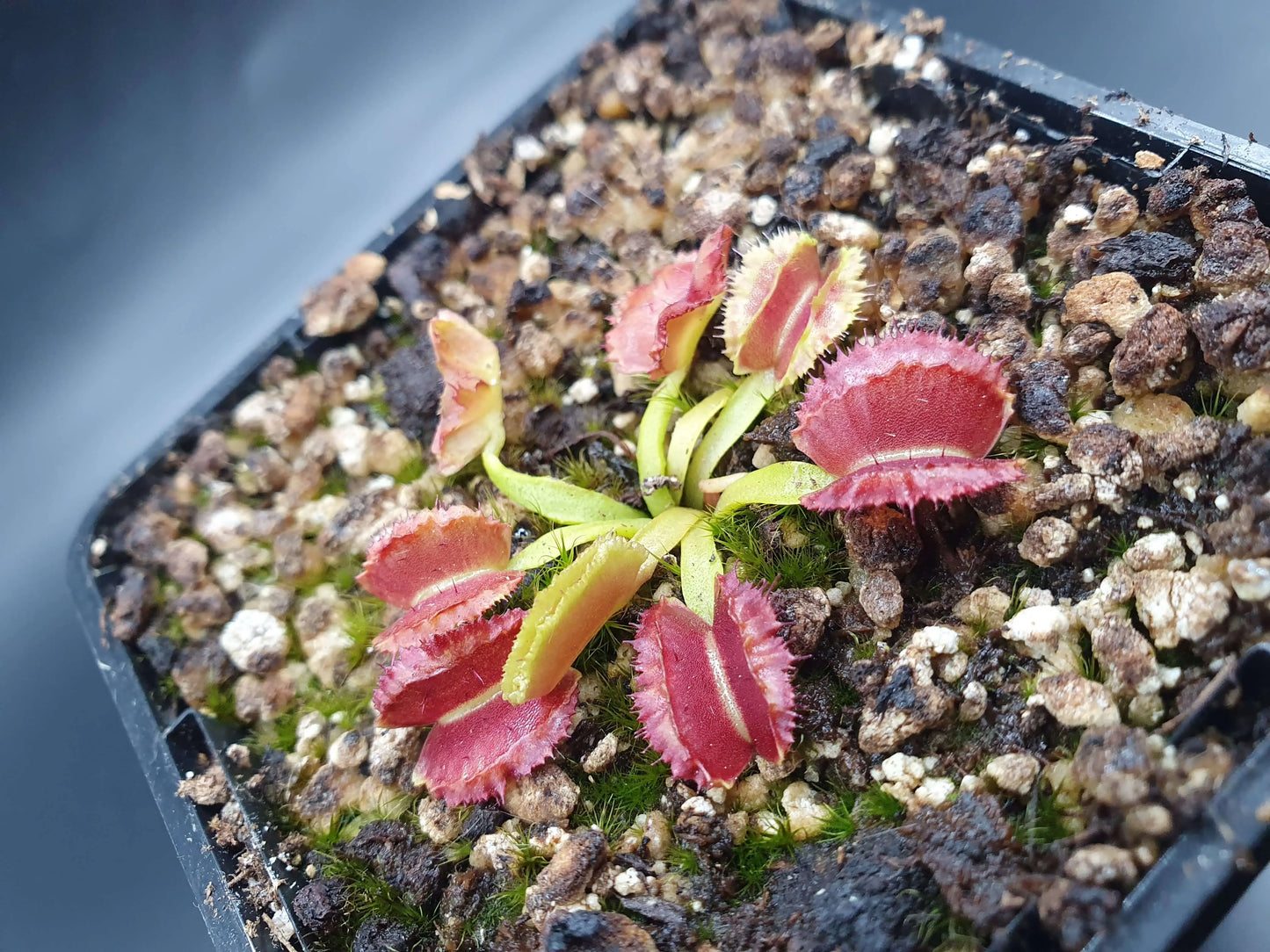Dionaea muscipula "Space" CARNIVORE DE SOLOGNE