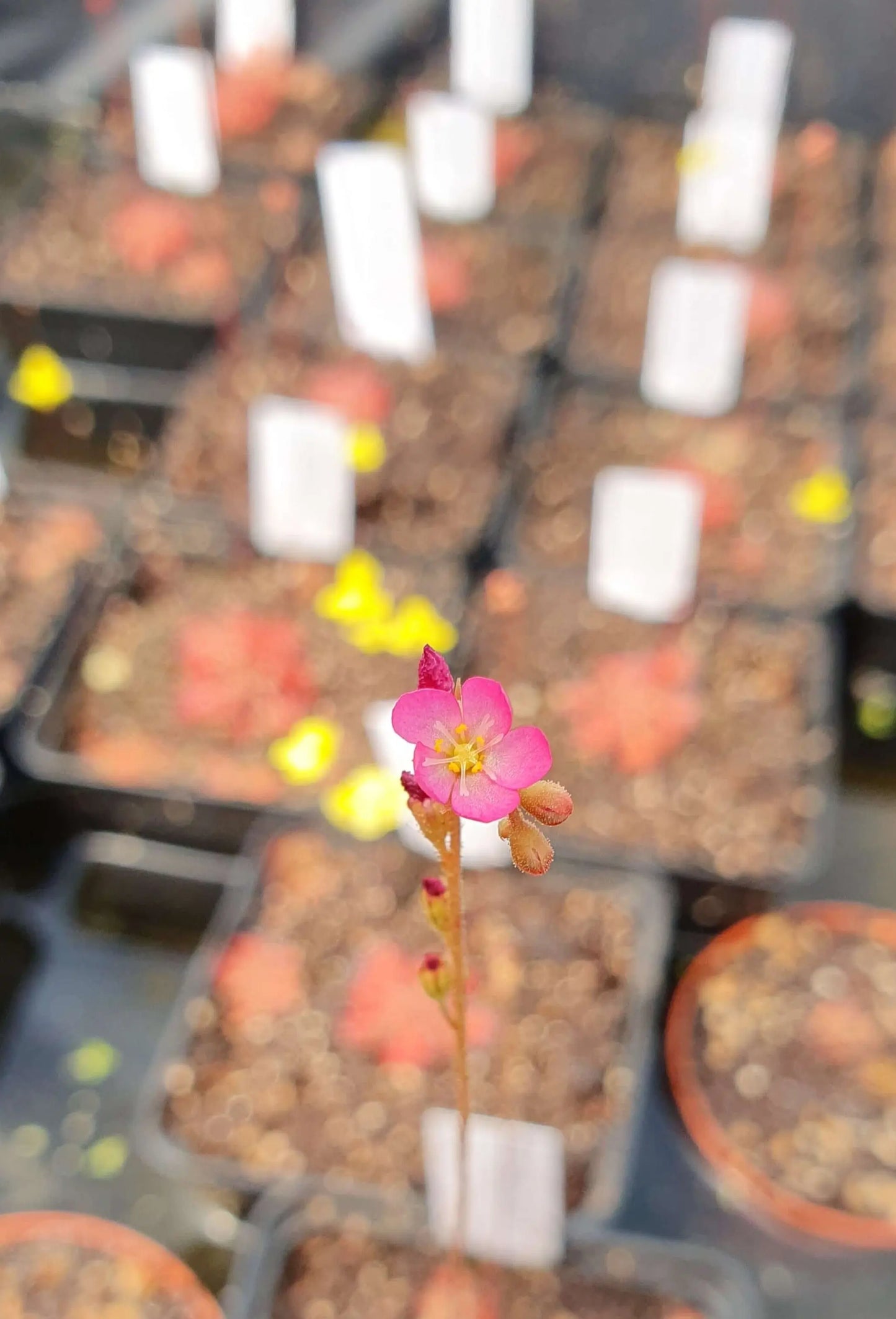Drosera spatulata CARNIVORE DE SOLOGNE