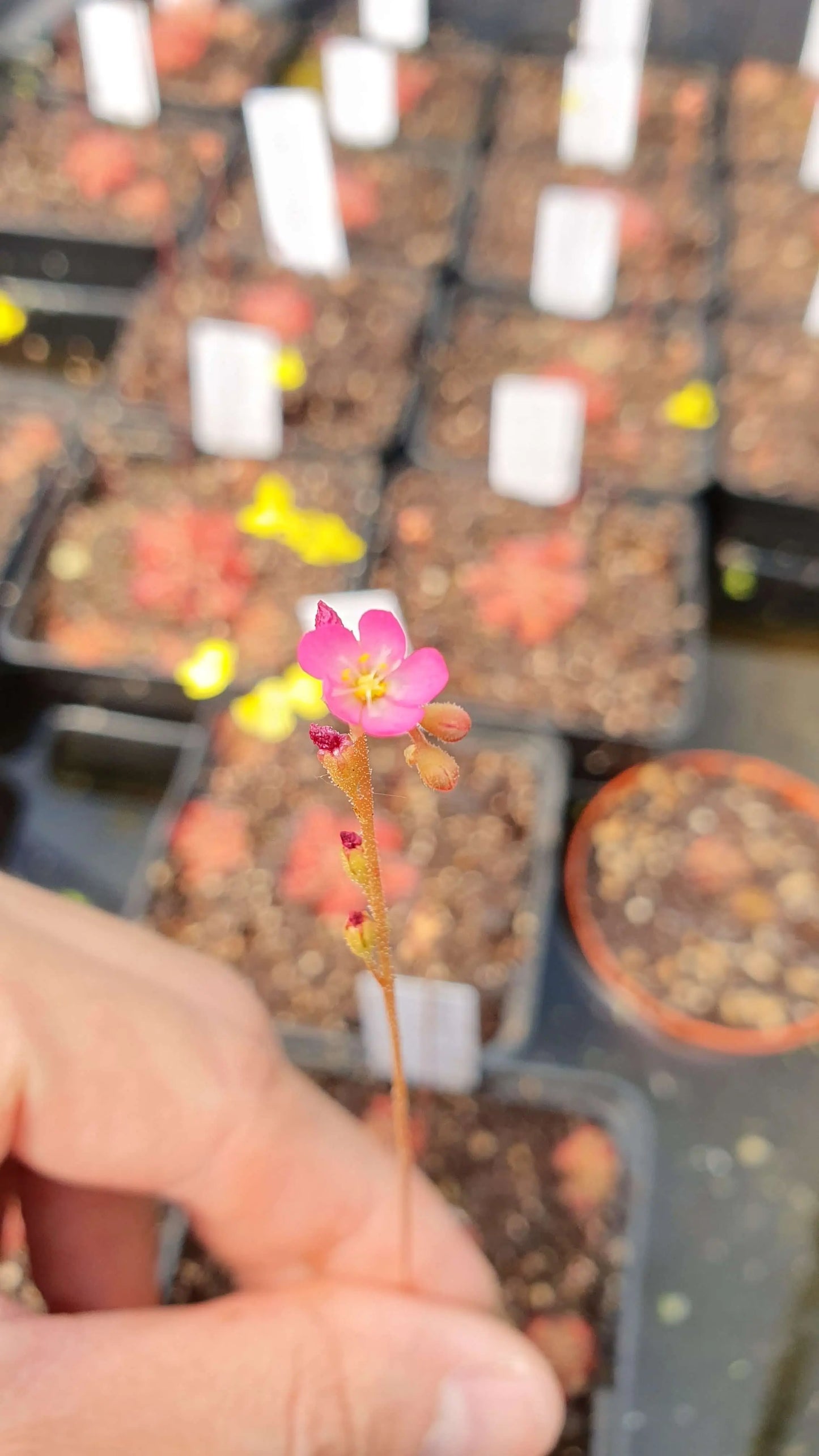 Graines de Drosera spatulata CARNIVORE DE SOLOGNE