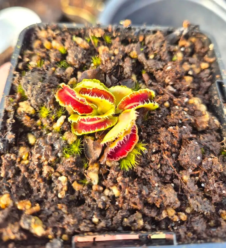 Plante carnivore Dionaea muscipula "Kim Jong Il"