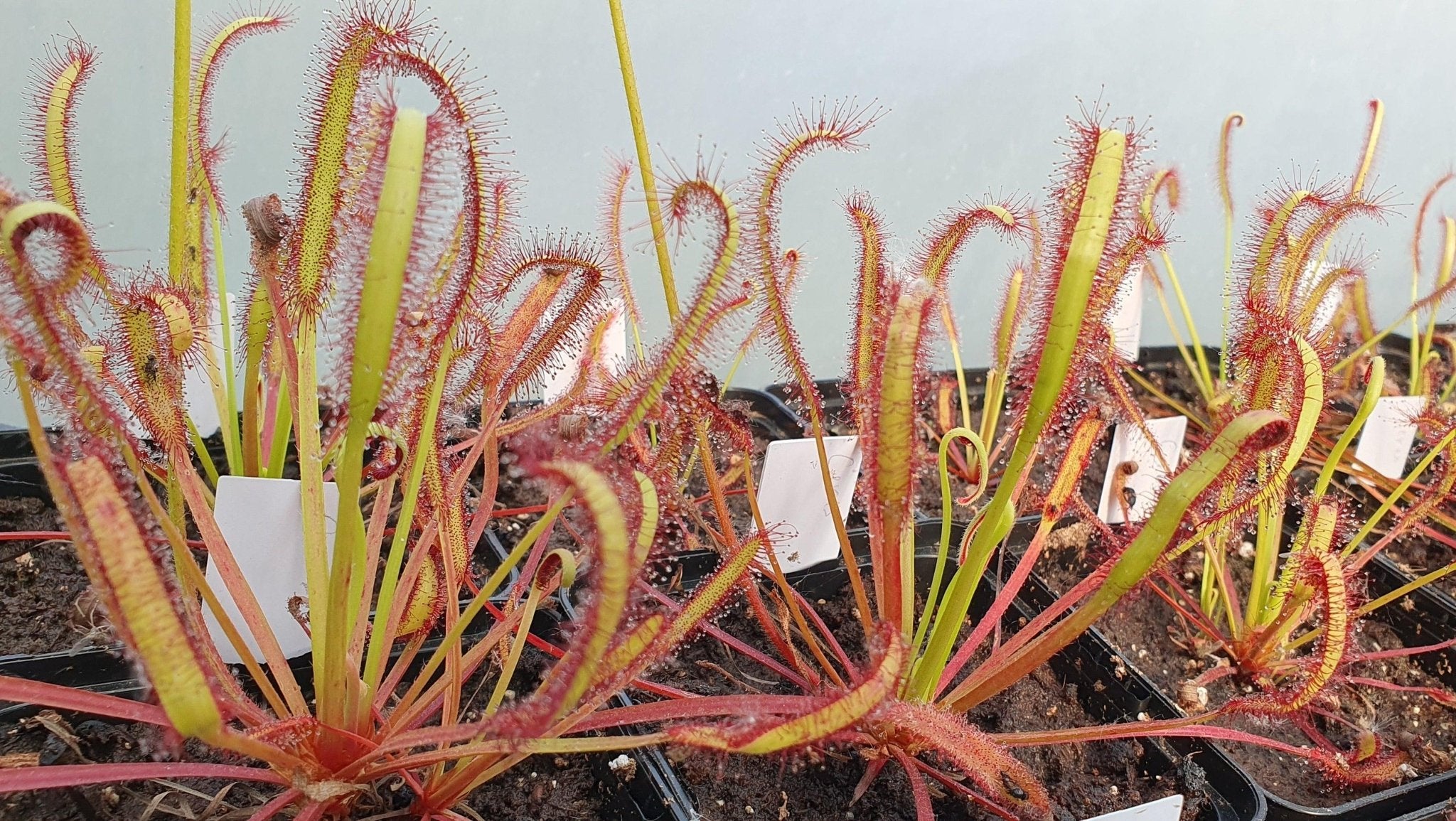 plante carnivore - Drosera capensis