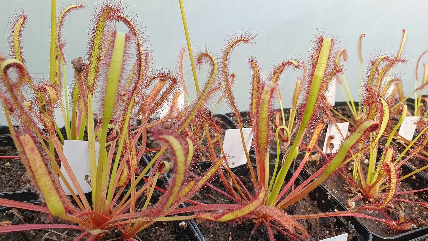 Plante carnivore Drosera capensis "Ceres"