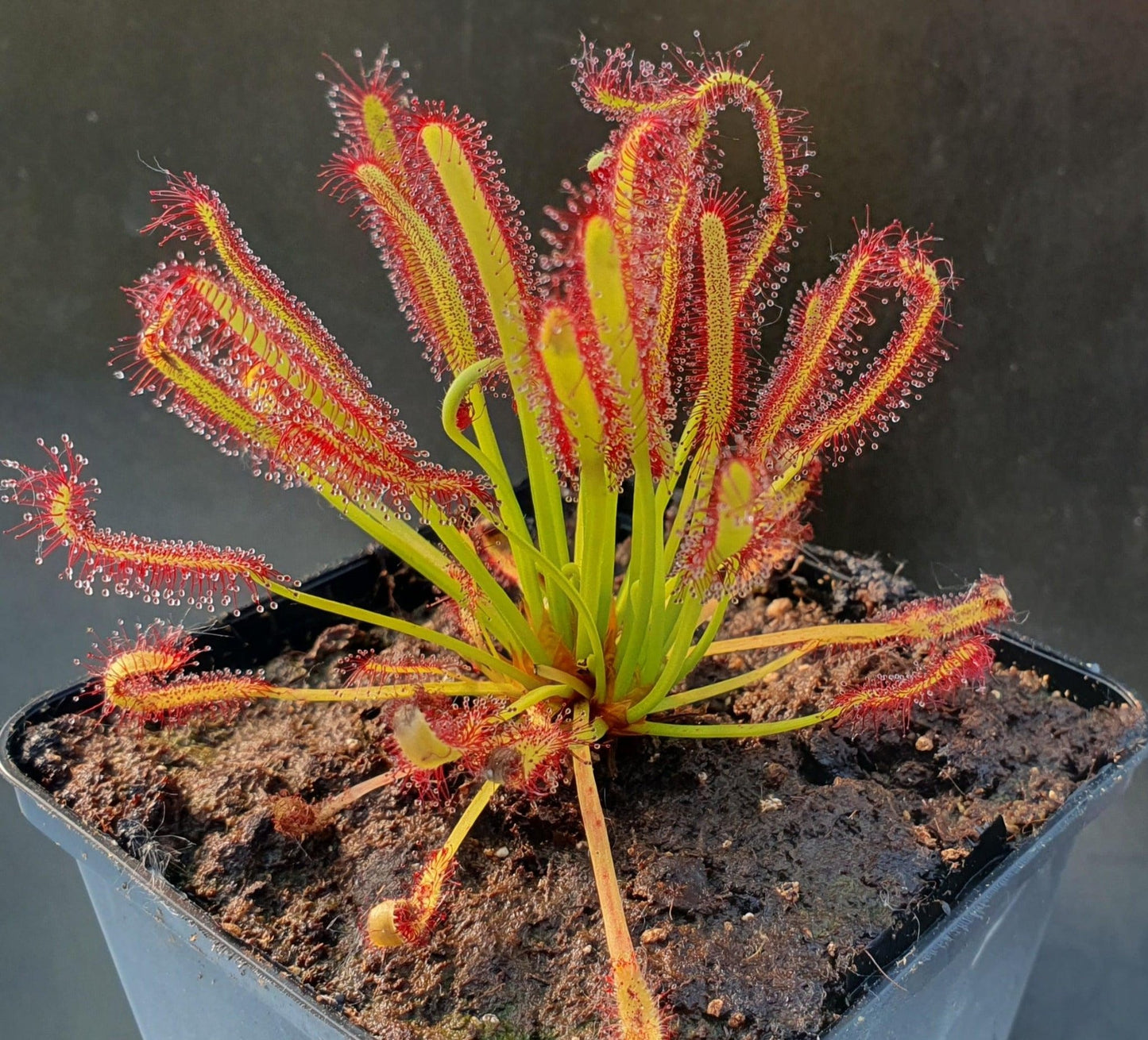 Plante carnivore Drosera capensis "Crested"