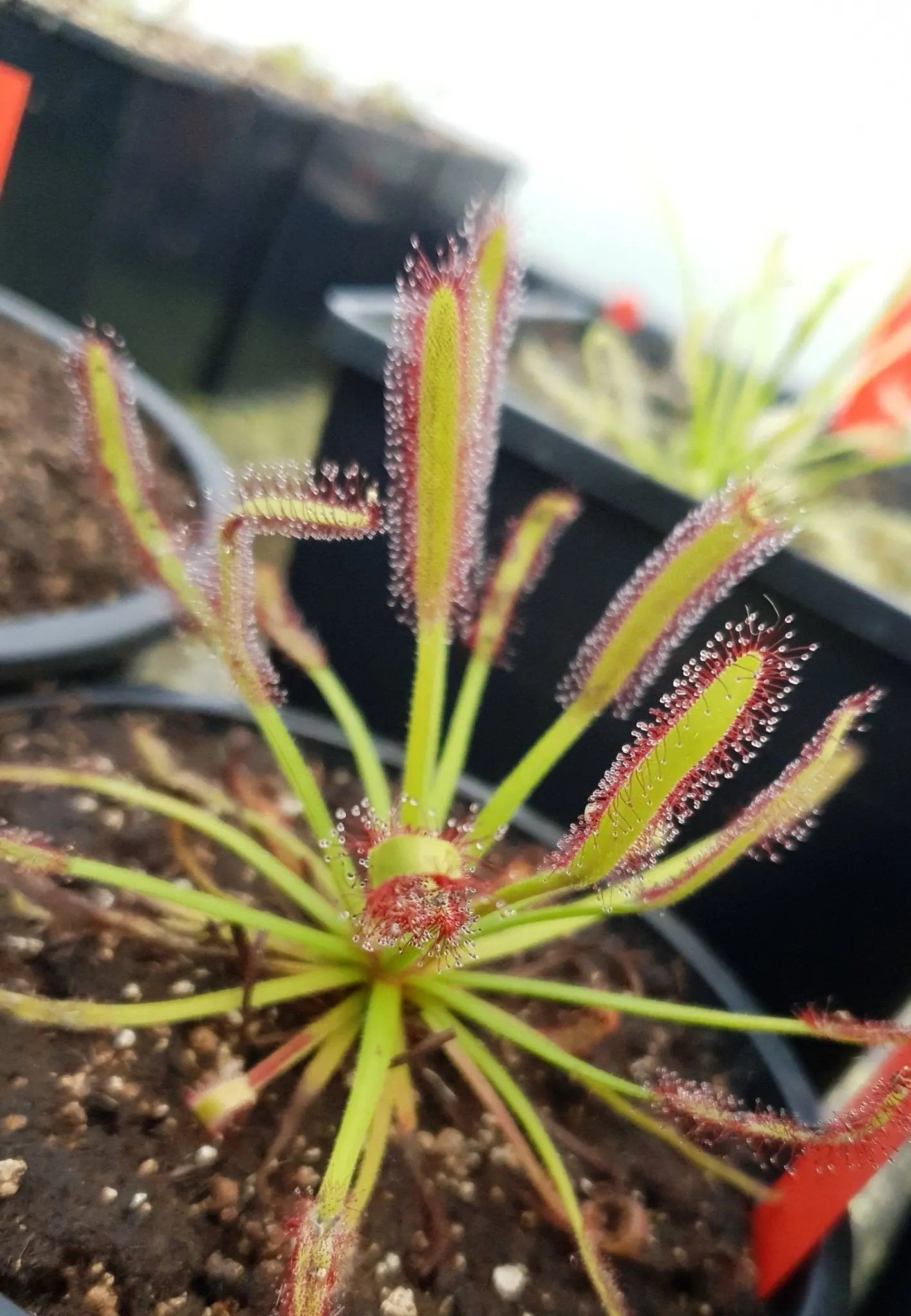 Plante carnivore Drosera capensis "Giant Form"