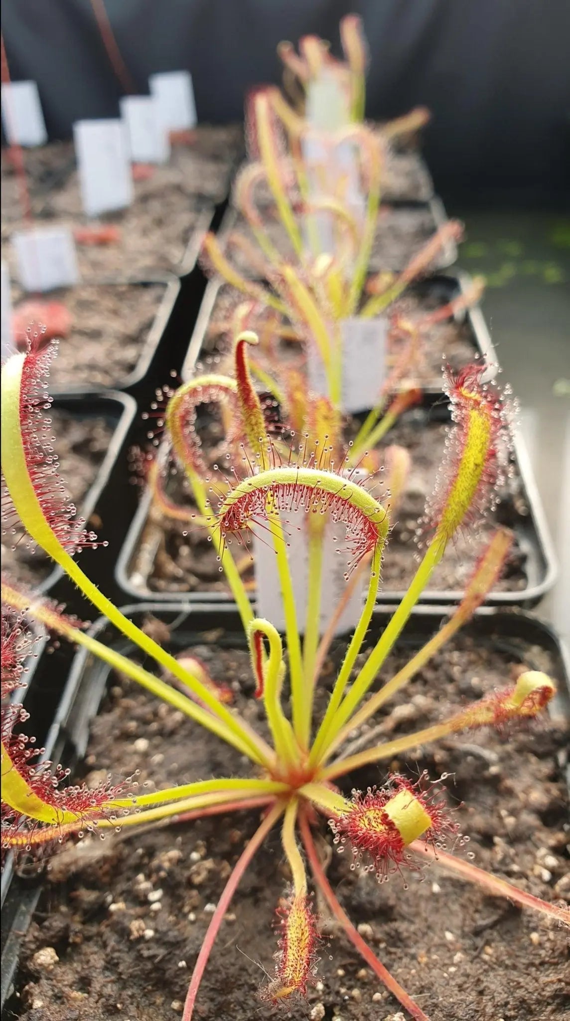 Plante carnivore Drosera capensis "Theewaterskloof Bay Dam"