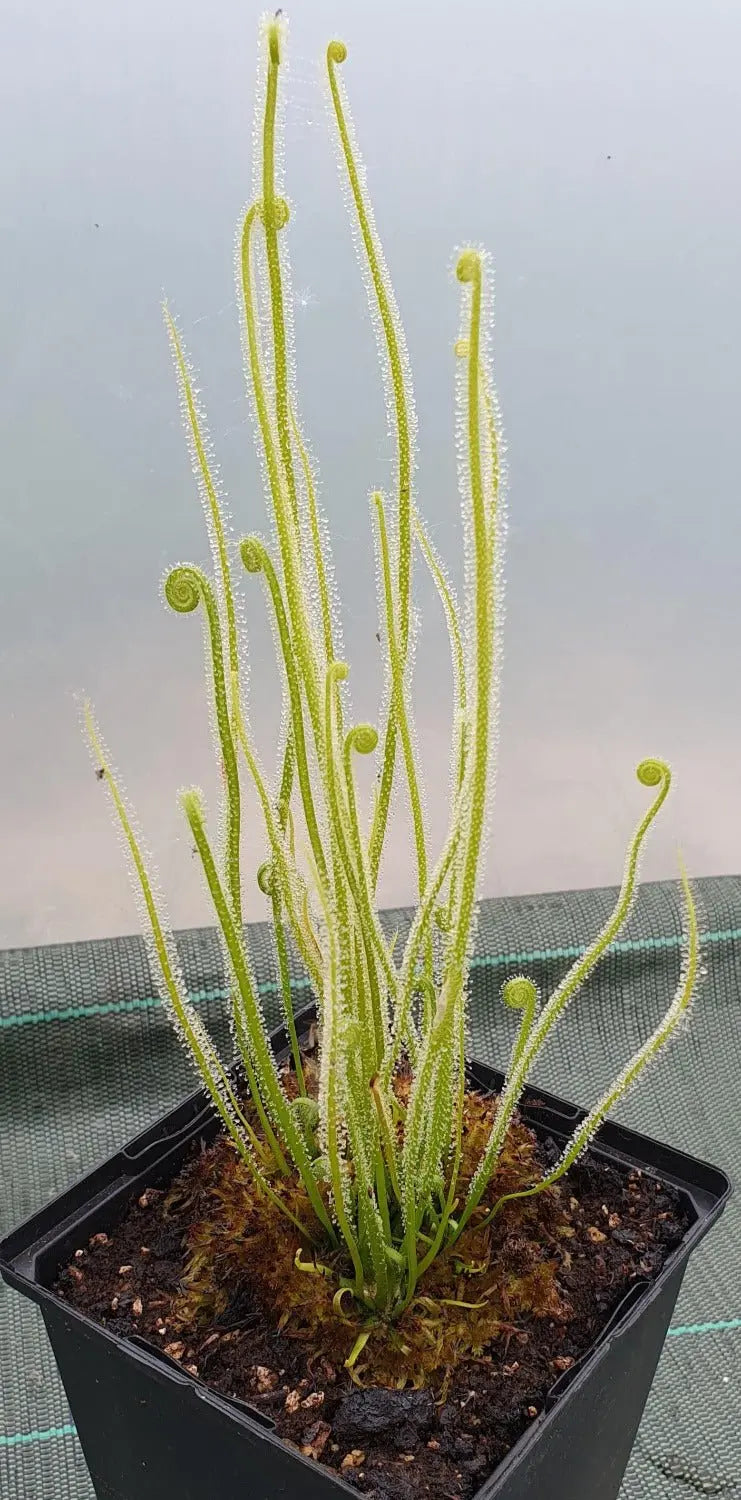Plante carnivore Drosera filiformis var. tracyi