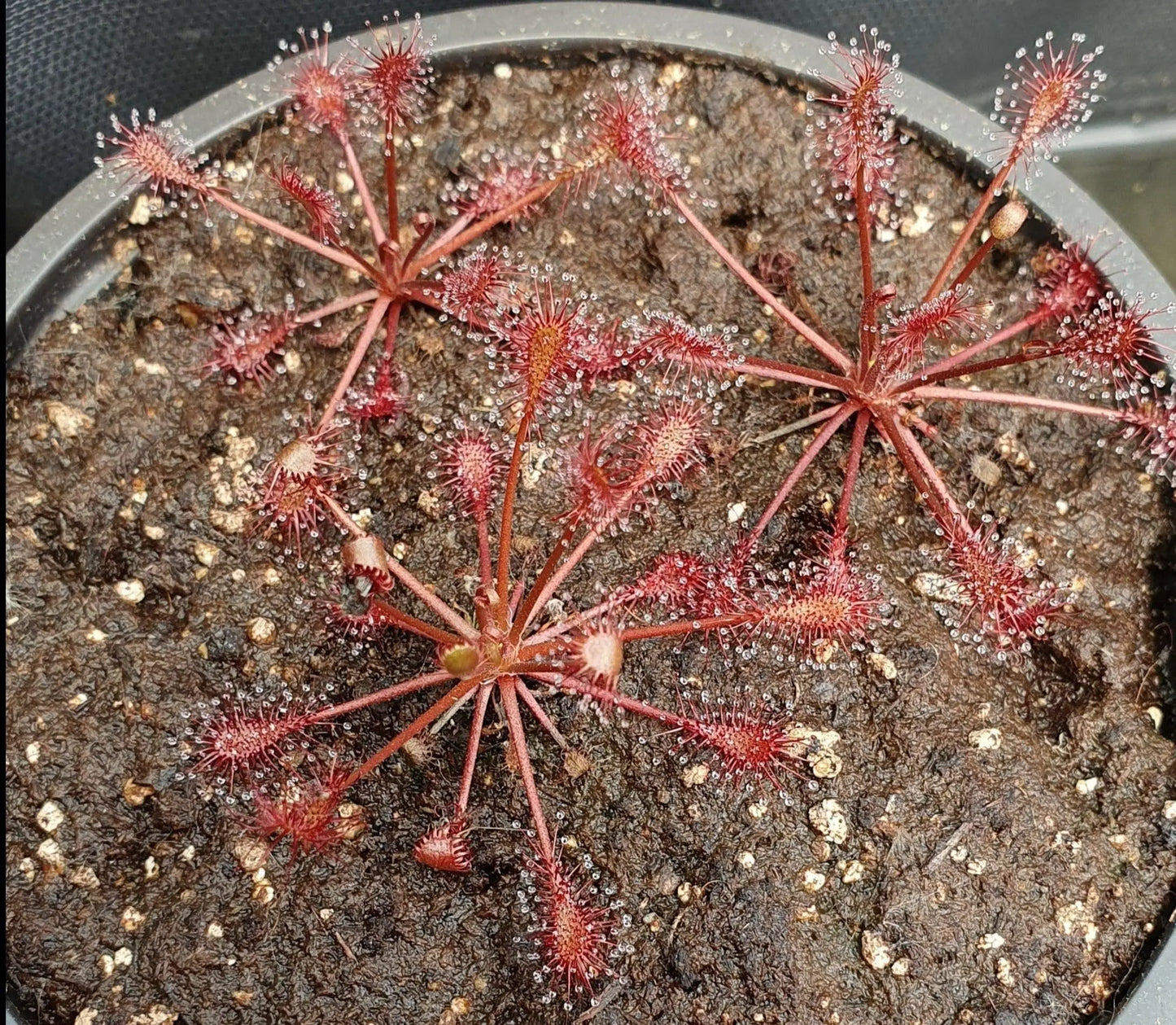 Plante carnivore Drosera intermedia