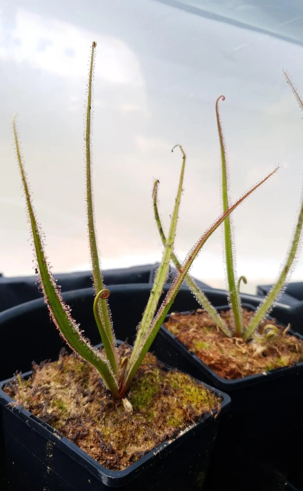 Plante carnivore Drosera regia