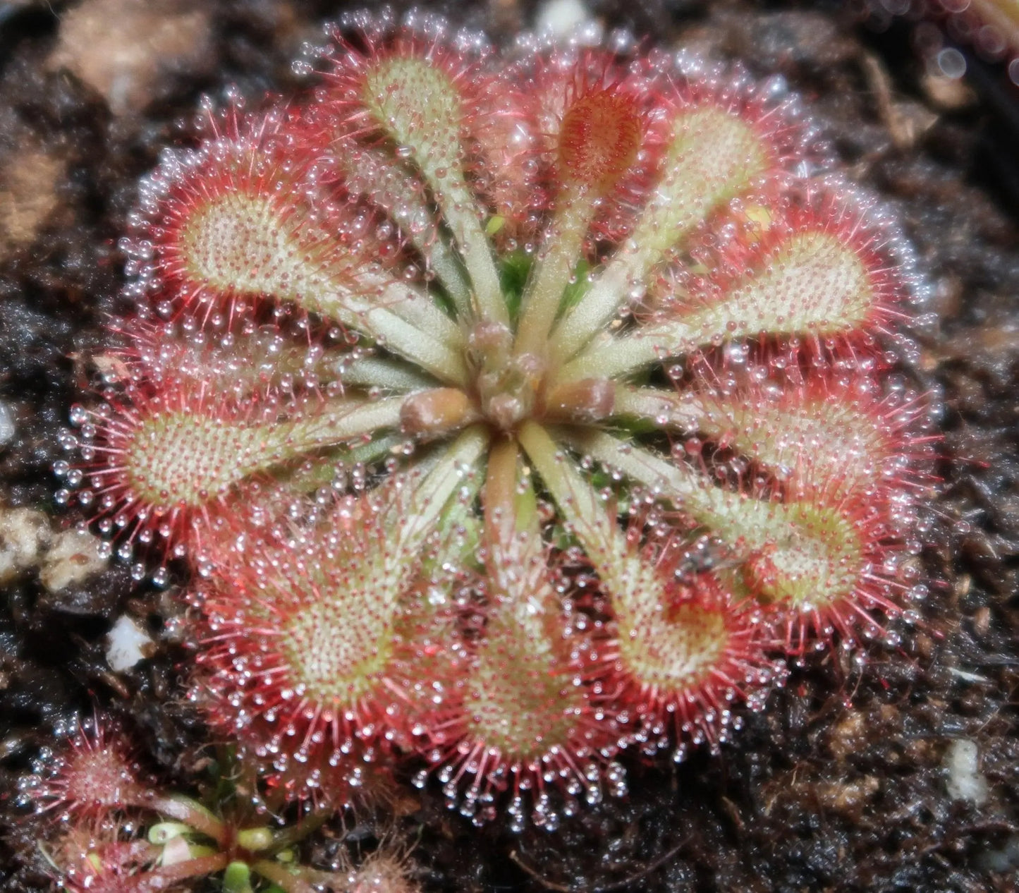 Plante carnivore Drosera spatulata